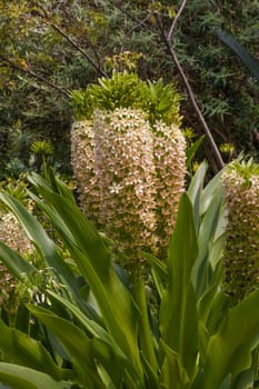 Eucomis autumnalis also known as Pineapple Lily or Autumn Pineapple Lily photographed in full bloom in the Walter Sisulu Botanical Garden Johannesburg South Africa