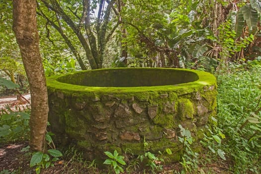 An old moss covered well in the Magoebaskloof forest area near Tsaneen in the Limpopo Province