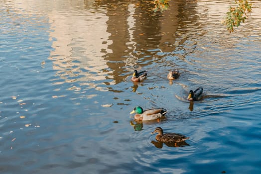 Ducks on the lake in the park. Park in the fall. Autumn trees. Wild ducks are reflected in the lake. Multi-colored bird feathers. A pond with wild ducks and drakes. A duck lake full of beautiful ducks swimming for them in city park.