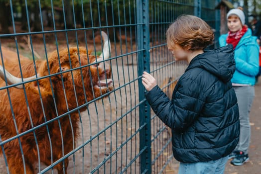 Beautiful little girl in pink coat feeding buffalo. Grl feeding buffalo at animal farm. Bison face under fencing paddock.