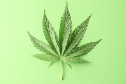 Green Fresh Marijuana Leaf with Seven Tips