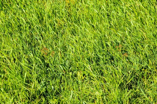 Texture Grass Background Pattern on an Isolated Field