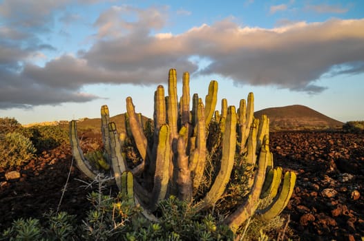 Cactus in the Desert at Sunset Tenerife South Canary Islands Spain