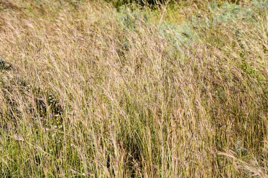 Texture Grass Background Pattern on an Isolated Field