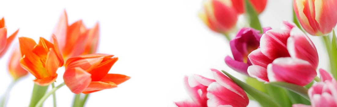 tulips on white background