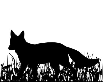 Fox on meadow