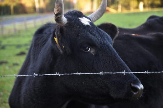 Cow behind barbed wire