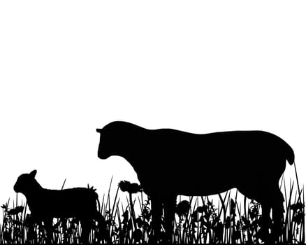 Sheep and lamb in pasture