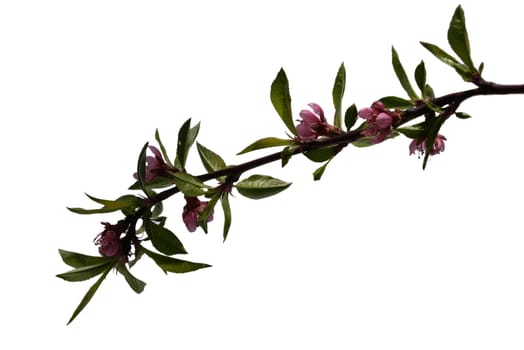 Peach blossom