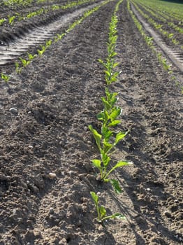 Sugar beet field (Beta vulgaris subsp. vulgaris)