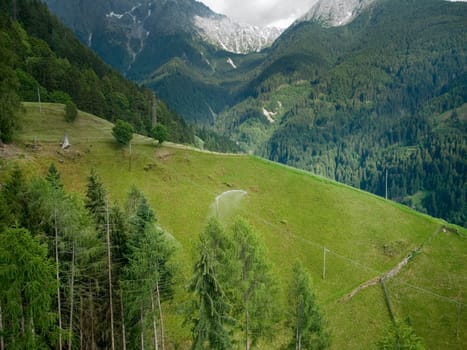 Ridgeon on an alpine meadow in South Tyrol near the town of Merano in the direction of The Ifinger mountain station