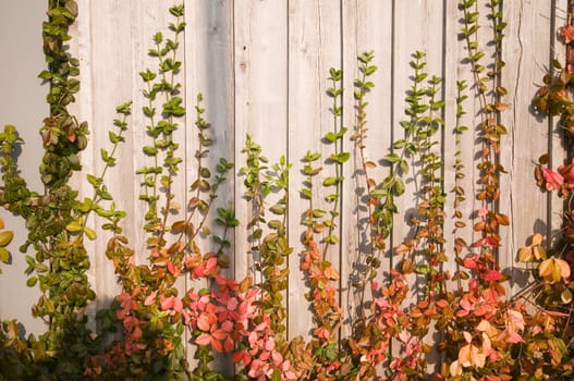 heredital colorful tendril plants on a wall in the light of the evening sun