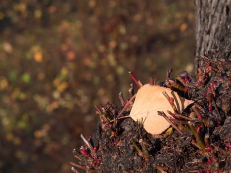 Close-up of a single autumn leaf on a tree stump in the evening sunlight