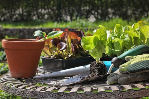Seedlings for the garden,seedlings