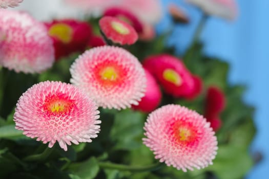 Pink Daisy,Bellies