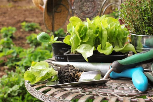 Salad seedlings,salad seedlings