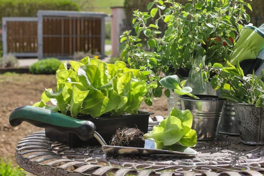 Salad seedlings,salad seedlings