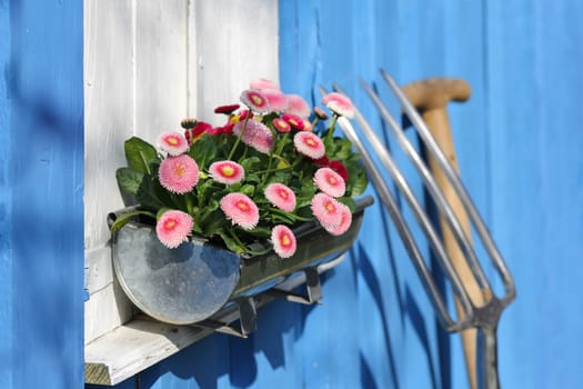 Pink Daisy at the window,garden tools