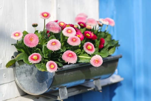 Pink Daisy at the window
