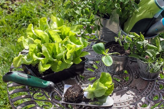 Salad seedlings,salad seedlings