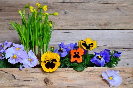 Spring Flowers Wood Background