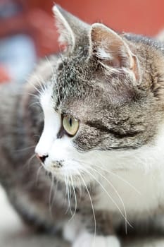 Close up on a cat's green eyes