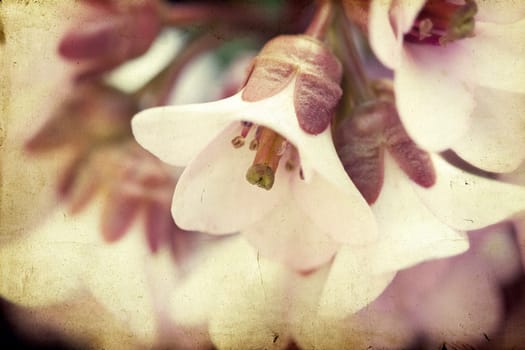 Vintage background of spring blossom flower