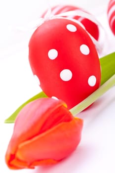 decorative red tulips season flowers at Easter decorated with Easter eggs insulated against white background