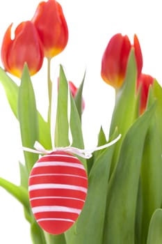 decorative red tulips season flowers at Easter decorated with Easter eggs insulated against white background