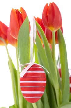 decorative red tulips season flowers at Easter decorated with Easter eggs insulated against white background