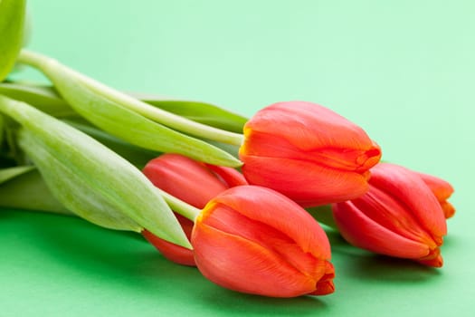 Beautiful fresh red tulips as bouquet isolated for Easter and Valentine's Day