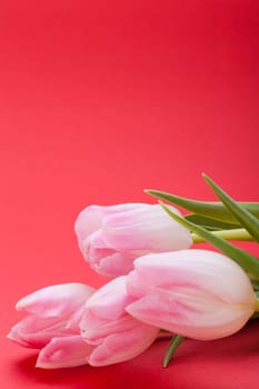 Pink tulips isolated as a close-up as postcard for Easter and Valentine's Day