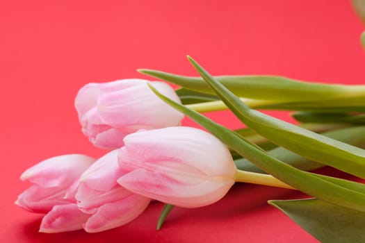 Pink tulips isolated as a close-up as postcard for Easter and Valentine's Day