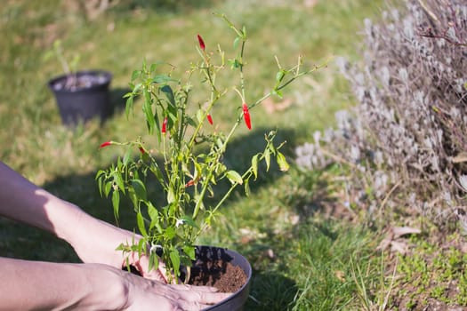 Woman is transplanting chili peppers in a pot outdoors.