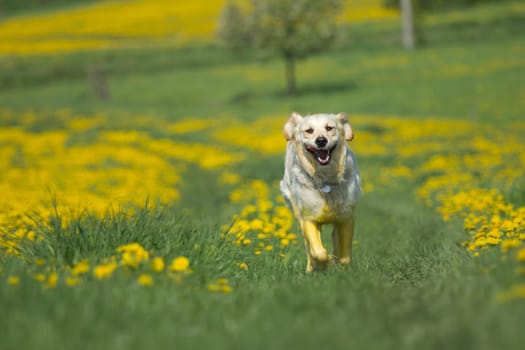 Golden retriever is running toward the camera on a blooming dandelion meadow.