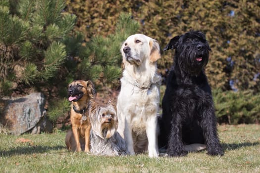 Group of dogs are sitting on the lawn. Two of them are looking to the left and two to the right.