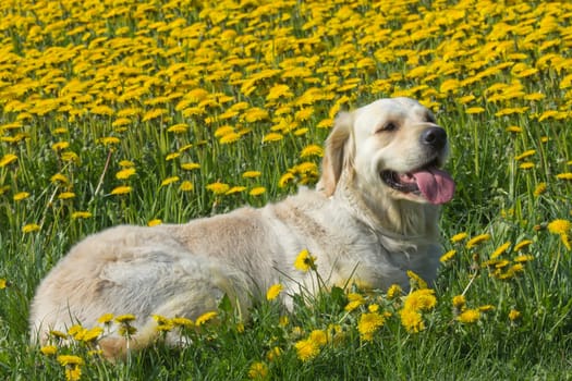 Golden Retriever is lying on a blooming dandelion meadow.