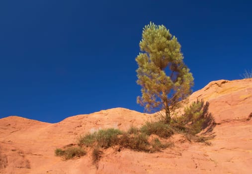 Lonely pine on the ocher hill, which has an orange color. Blue sky in the background. (Le Colorado Provencal de Rustrel, France).