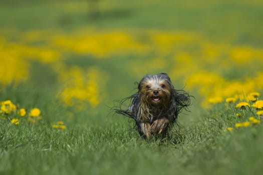 Yorkshire terrier is running toward the camera on a blooming dandelion meadow.