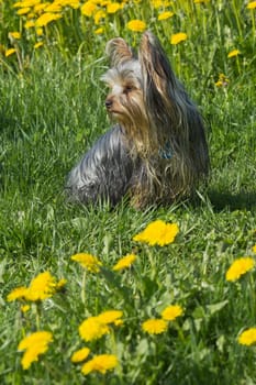 Yorkshire terrier puppy is sitting on a blooming dandelion meadow.