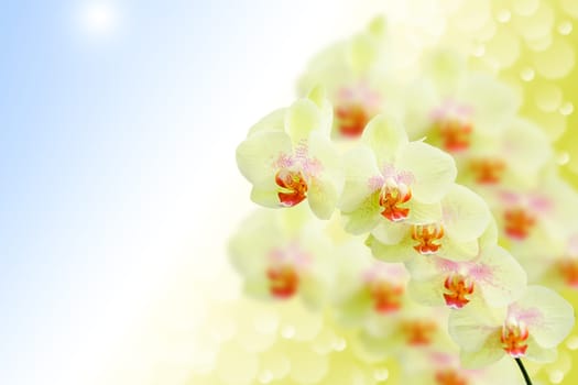 Soft pastel colored orchid flowers on natural morning blurred bokeh background