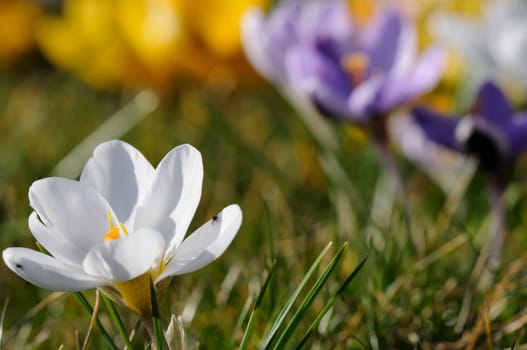 spring crocus