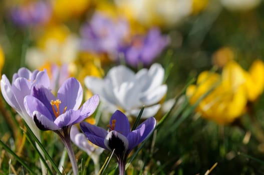 spring crocus