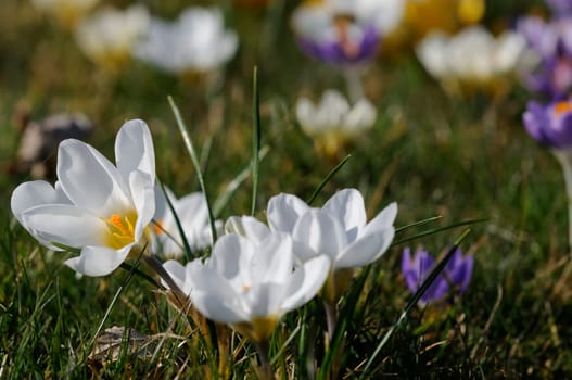 spring crocus