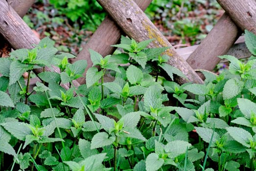 Nettle at the garden fence