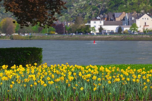 Many flowering daffodils on the banks of the Rhine