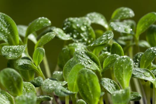 Many seedlings of the Borretsch herb plant in the garden