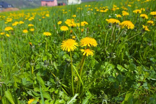 Dandelion flowers on a meadow in summer