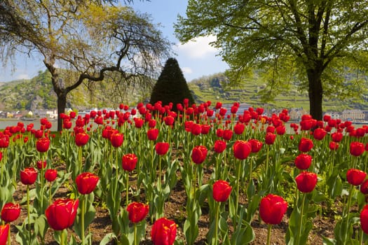 View over a beautiful tulip bed on the Rhine