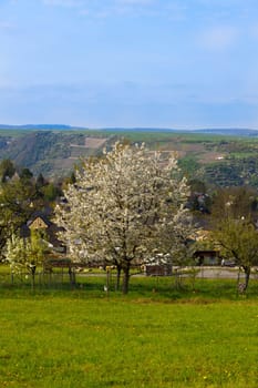 Cherry tree in front of hilly landscape